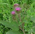 greater burdock، gobō,edible burdock، lappa، beggar's buttons، burdock، اراقیطون، راس الحمامه، فیل گ